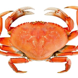 Dungeness Crab / Cua