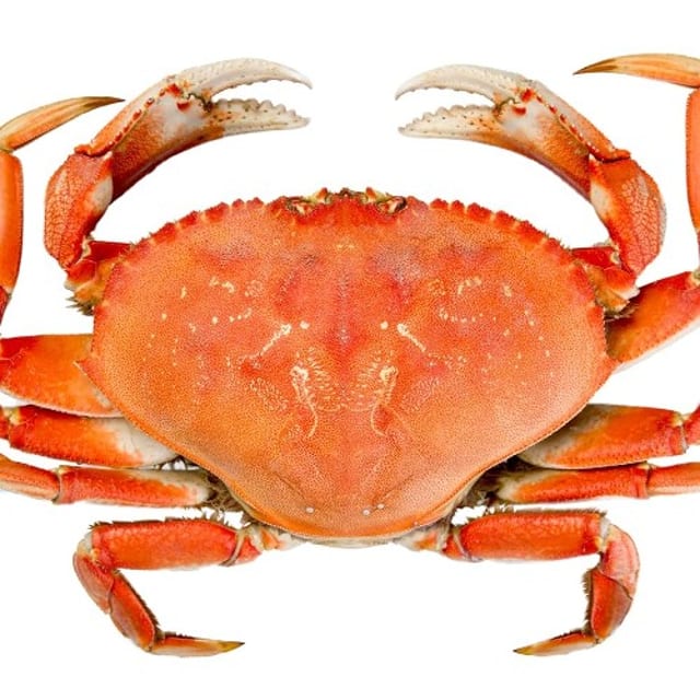 Dungeness Crab / Cua.