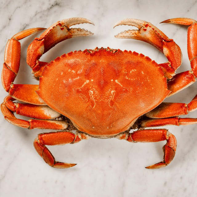 Dungeness Crab / Cua.